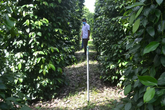 Nông sản hữu cơ Việt Nam có mặt trên 180 quốc gia và vùng lãnh thổ - Ảnh 2. Nông sản hữu cơ Việt Nam có mặt trên 180 quốc gia và vùng lãnh thổ - Ảnh 2.