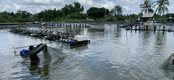 Biến động giá tôm - Giải pháp lấy lại niềm tin cho người tiêu dùng đến từ Thiện Nhà Tôm - Ảnh 2. Biến động giá tôm - Giải pháp lấy lại niềm tin cho người tiêu dùng đến từ Thiện Nhà Tôm - Ảnh 2.