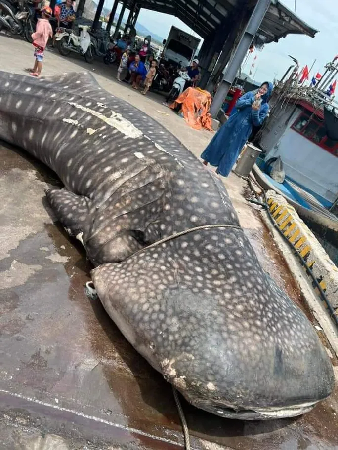 Nghệ An: Phát hiện xác cá nhám voi dài 8 mét, nặng trên 2 tấn trôi dạt vào bờ biển - Ảnh 1. Nghệ An: Phát hiện xác cá nhám voi dài 8 mét, nặng trên 2 tấn trôi dạt vào bờ biển - Ảnh 1.