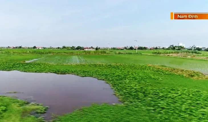 Ruộng bỏ hoang vì ngập, sinh kế của nhiều hộ dân chìm sâu dưới nước - Ảnh 3. Ruộng bỏ hoang vì ngập, sinh kế của nhiều hộ dân chìm sâu dưới nước - Ảnh 3.