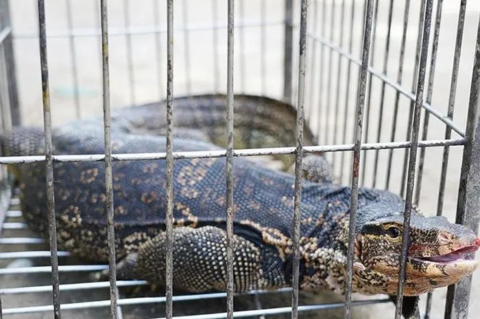 Hà Tĩnh: Kỳ đà quý hiếm nặng 15kg bò vào nhà dân - Ảnh 1. Hà Tĩnh: Kỳ đà quý hiếm nặng 15kg bò vào nhà dân - Ảnh 1.