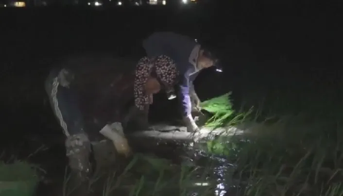 Hình ảnh nông dân Việt Nam cấy lúa đêm xuất hiện trên truyền hình Pháp - Ảnh 1. Hình ảnh nông dân Việt Nam cấy lúa đêm xuất hiện trên truyền hình Pháp - Ảnh 1.