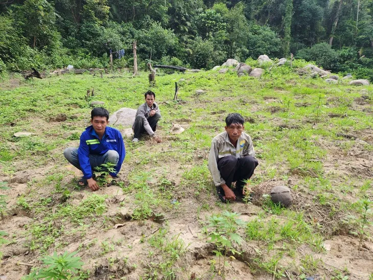 Bình Thuận: Phát hiện 900 cây cần sa trồng trong khu vực cấm xâm phạm - Ảnh 1. Bình Thuận: Phát hiện 900 cây cần sa trồng trong khu vực cấm xâm phạm - Ảnh 1.