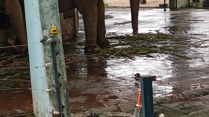 Cận cảnh hai chú voi bị xích chân tại vườn thú Hà Nội - Ảnh 3. Cận cảnh hai chú voi bị xích chân tại vườn thú Hà Nội - Ảnh 3.