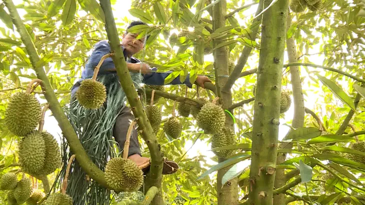 Đắk Lắk triển khai các giải pháp ổn định vụ thu hoạch sầu riêng - Ảnh 1. Đắk Lắk triển khai các giải pháp ổn định vụ thu hoạch sầu riêng - Ảnh 1.