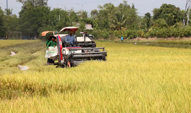 Liên kết phát triển lúa gạo theo hướng bền vững - Ảnh 1. Liên kết phát triển lúa gạo theo hướng bền vững - Ảnh 1.
