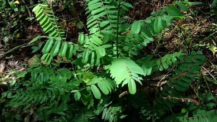 Triệu chứng ngộ độc đáng sợ do uống nước cây Mú Từn: La hét, hoảng loạn, nói nhảm, đập phá... - Ảnh 1. Triệu chứng ngộ độc đáng sợ do uống nước cây Mú Từn: La hét, hoảng loạn, nói nhảm, đập phá... - Ảnh 1.