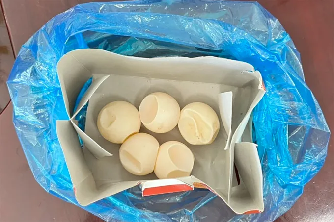 Đi Côn Đảo mua trứng vích mang về, mẹ chồng con dâu bị khởi tố - Ảnh 2. Đi Côn Đảo mua trứng vích mang về, mẹ chồng con dâu bị khởi tố - Ảnh 2.