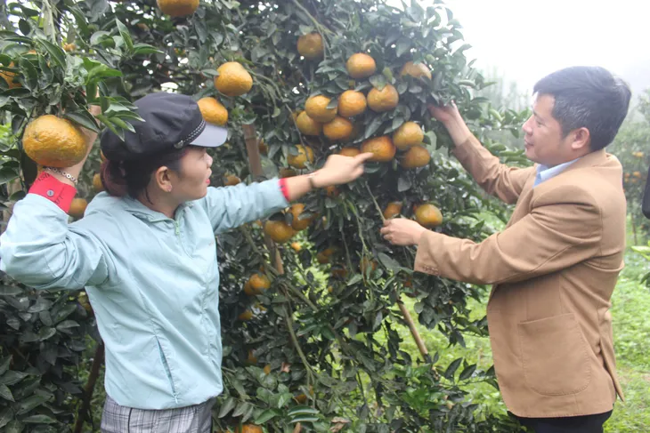 Sản phẩm OCOP thúc đẩy phát triển kinh tế nông thôn - Ảnh 1. Sản phẩm OCOP thúc đẩy phát triển kinh tế nông thôn - Ảnh 1.