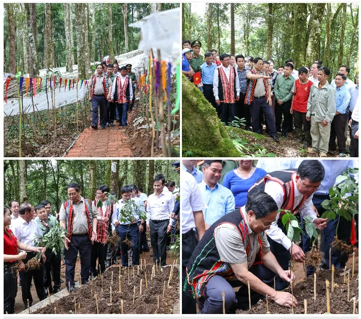 Thủ tướng: Đẩy mạnh liên kết, phát huy vai trò người dân trong sản xuất, chế biến sâm Ngọc Linh - Ảnh 4. Thủ tướng: Đẩy mạnh liên kết, phát huy vai trò người dân trong sản xuất, chế biến sâm Ngọc Linh - Ảnh 4.