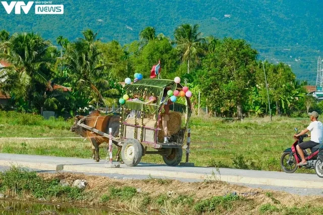 Khánh Hòa: Sôi động và vui nhộn với cuộc đua xe bò - Ảnh 10. Khánh Hòa: Sôi động và vui nhộn với cuộc đua xe bò - Ảnh 10.