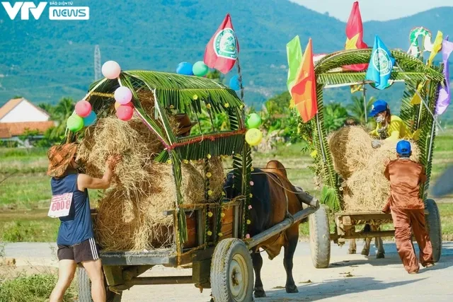 Khánh Hòa: Sôi động và vui nhộn với cuộc đua xe bò - Ảnh 2. Khánh Hòa: Sôi động và vui nhộn với cuộc đua xe bò - Ảnh 2.