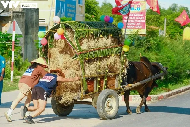 Khánh Hòa: Sôi động và vui nhộn với cuộc đua xe bò - Ảnh 8. Khánh Hòa: Sôi động và vui nhộn với cuộc đua xe bò - Ảnh 8.