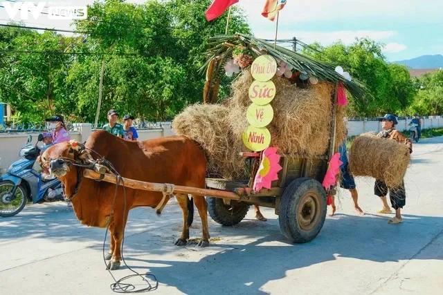 Khánh Hòa: Sôi động và vui nhộn với cuộc đua xe bò - Ảnh 5. Khánh Hòa: Sôi động và vui nhộn với cuộc đua xe bò - Ảnh 5.