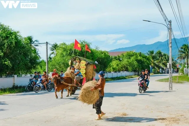 Khánh Hòa: Sôi động và vui nhộn với cuộc đua xe bò - Ảnh 9. Khánh Hòa: Sôi động và vui nhộn với cuộc đua xe bò - Ảnh 9.