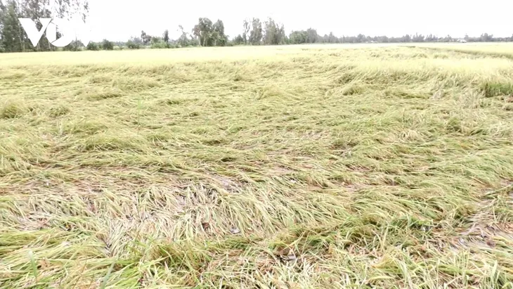 Mưa lớn kéo dài, hơn 32.000 ha lúa Hè Thu ở Bạc Liêu bị đổ ngã - Ảnh 1. Mưa lớn kéo dài, hơn 32.000 ha lúa Hè Thu ở Bạc Liêu bị đổ ngã - Ảnh 1.