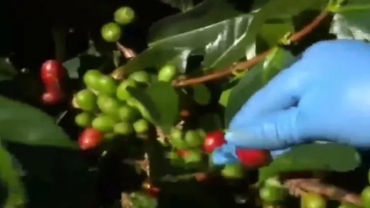 Sản lượng cà phê Indonesia sụt giảm nghiêm trọng bởi El Nino - Ảnh 1. Sản lượng cà phê Indonesia sụt giảm nghiêm trọng bởi El Nino - Ảnh 1.