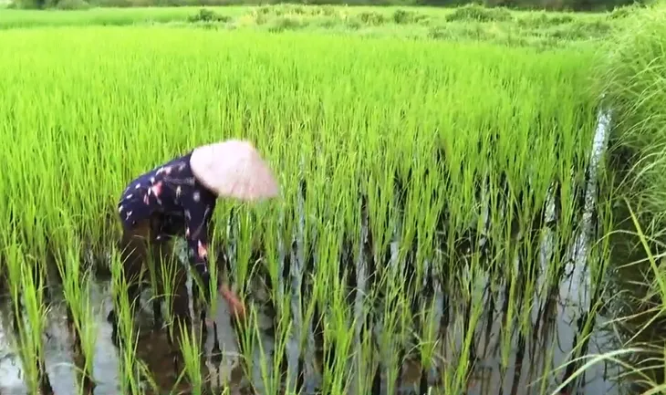 Cá chết, nguồn nước ô nhiễm, ruộng bỏ không vì nước thải từ khu chế biến quặng - Ảnh 3. Cá chết, nguồn nước ô nhiễm, ruộng bỏ không vì nước thải từ khu chế biến quặng - Ảnh 3.