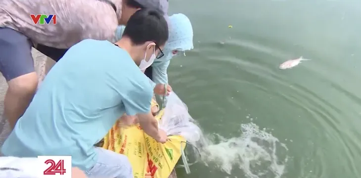 Cá chết hàng loạt trên hồ Tây sau những ngày Hà Nội mưa lớn - Ảnh 8. Cá chết hàng loạt trên hồ Tây sau những ngày Hà Nội mưa lớn - Ảnh 8.