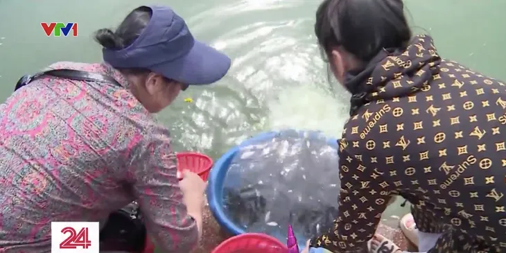 Cá chết hàng loạt trên hồ Tây sau những ngày Hà Nội mưa lớn - Ảnh 9. Cá chết hàng loạt trên hồ Tây sau những ngày Hà Nội mưa lớn - Ảnh 9.