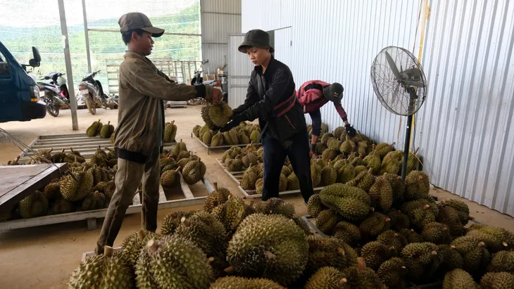Rau quả xuất khẩu có thể mang về 5 tỷ USD - Ảnh 1. Rau quả xuất khẩu có thể mang về 5 tỷ USD - Ảnh 1.