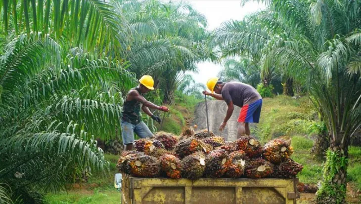 Malaysia, Indonesia và EU giải quyết bất đồng về chống phá rừng - Ảnh 1.