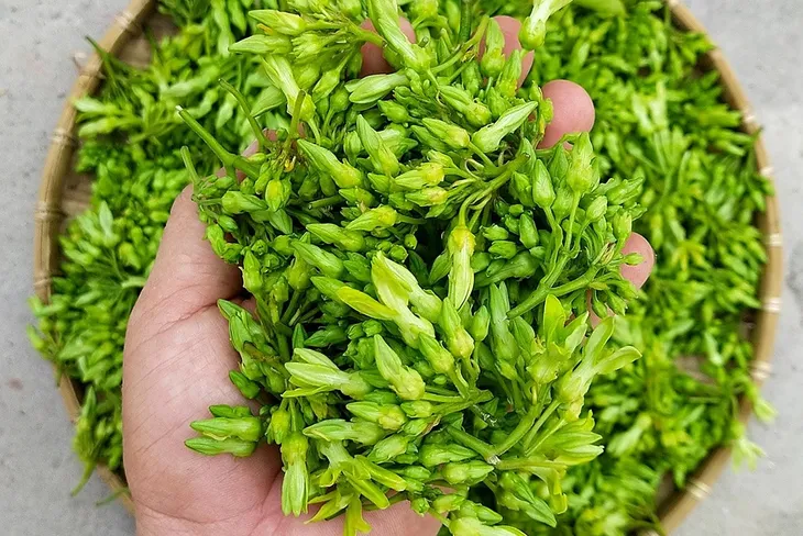 Hoa thiên lý có tác dụng như thế nào đối với sức khỏe? - Ảnh 1. Hoa thiên lý có tác dụng như thế nào đối với sức khỏe? - Ảnh 1.