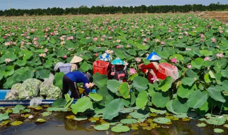 Tăng chế biến sâu - nâng giá trị cho ngành hàng sen - Ảnh 1. Tăng chế biến sâu - nâng giá trị cho ngành hàng sen - Ảnh 1.