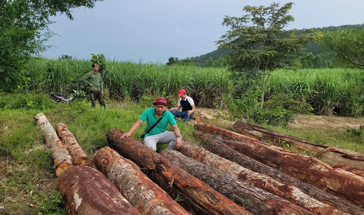 Gia Lai triệt phá vụ khai thác gỗ trái phép quy mô lớn tại rừng giáp ranh - Ảnh 2. Gia Lai triệt phá vụ khai thác gỗ trái phép quy mô lớn tại rừng giáp ranh - Ảnh 2.