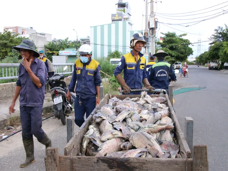 Đà Nẵng: Hàng tấn cá chết nổi trắng kênh Đa Cô sau trận mưa lớn - Ảnh 2. Đà Nẵng: Hàng tấn cá chết nổi trắng kênh Đa Cô sau trận mưa lớn - Ảnh 2.