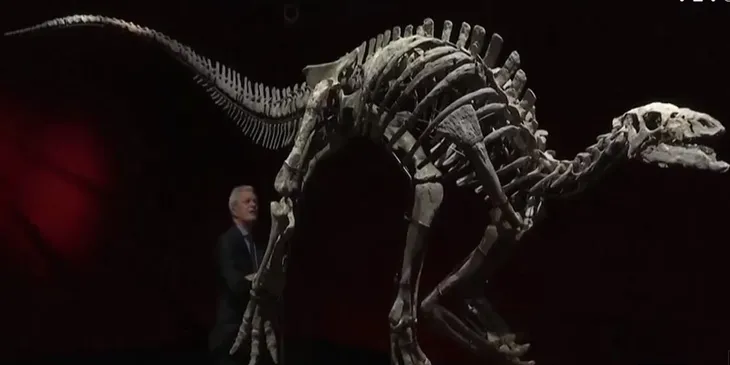 Đấu giá bộ xương khủng long Camptosaurus ở Pháp - Ảnh 1. Đấu giá bộ xương khủng long Camptosaurus ở Pháp - Ảnh 1.