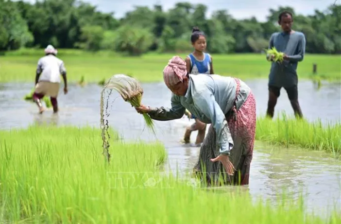 Giá gạo cao kỷ lục, Ấn Độ tăng diện tích trồng lúa - Ảnh 1. Giá gạo cao kỷ lục, Ấn Độ tăng diện tích trồng lúa - Ảnh 1.