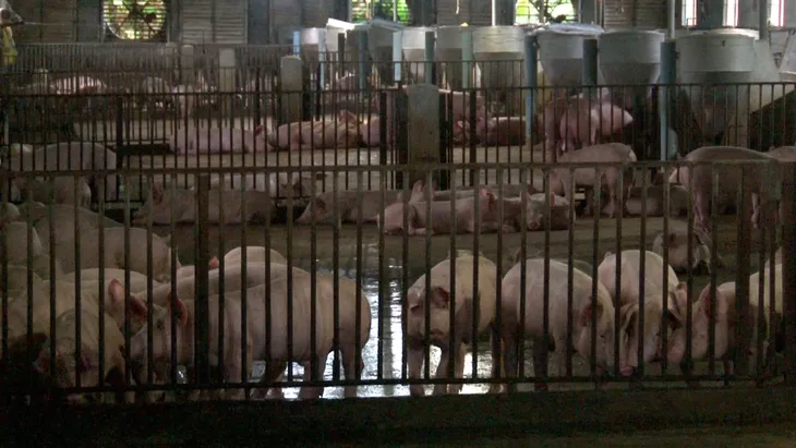 Đồng Nai: Phát hiện hơn 300 trại chăn nuôi lớn không phép - Ảnh 1. Đồng Nai: Phát hiện hơn 300 trại chăn nuôi lớn không phép - Ảnh 1.