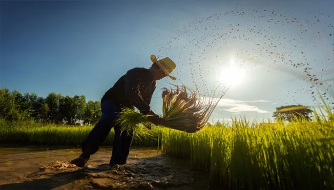 Thái Lan: Giá gạo tăng cao, nông dân đẩy mạnh trồng lúa - Ảnh 1. Thái Lan: Giá gạo tăng cao, nông dân đẩy mạnh trồng lúa - Ảnh 1.