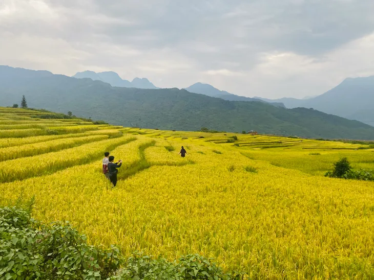 Ngắm nhìn mùa vàng rực rỡ ở vùng cao phía Bắc trong tháng 9 - Ảnh 2.