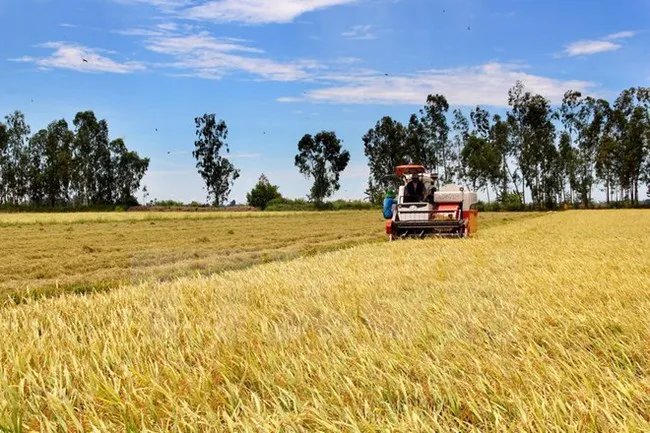 ĐBSCL sẽ có 500.000 ha lúa chất lượng cao - Ảnh 2. ĐBSCL sẽ có 500.000 ha lúa chất lượng cao - Ảnh 2.