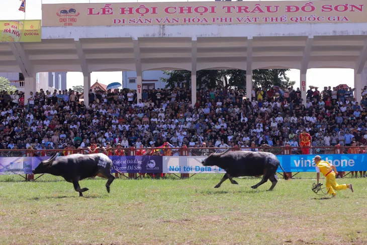 Ông trâu nặng 1,3 tấn giành giải Nhất Lễ hội chọi trâu Đồ Sơn 2023 - Ảnh 1. Ông trâu nặng 1,3 tấn giành giải Nhất Lễ hội chọi trâu Đồ Sơn 2023 - Ảnh 1.