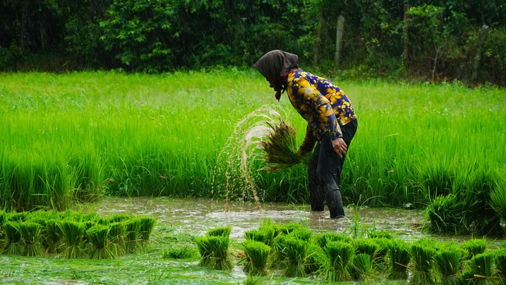 Lễ hội cấy mạ ở Tịnh Biên - An Giang: Nông dân háo hức tham gia - Ảnh 3.