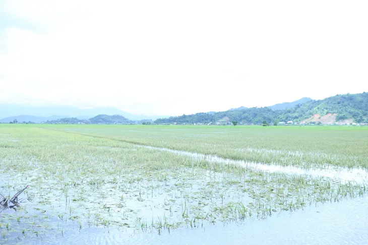 Đắk Lắk: Mưa lớn gây ngập gần 670 ha lúa Hè Thu, hai người bị lũ cuốn trôi - Ảnh 1. Đắk Lắk: Mưa lớn gây ngập gần 670 ha lúa Hè Thu, hai người bị lũ cuốn trôi - Ảnh 1.