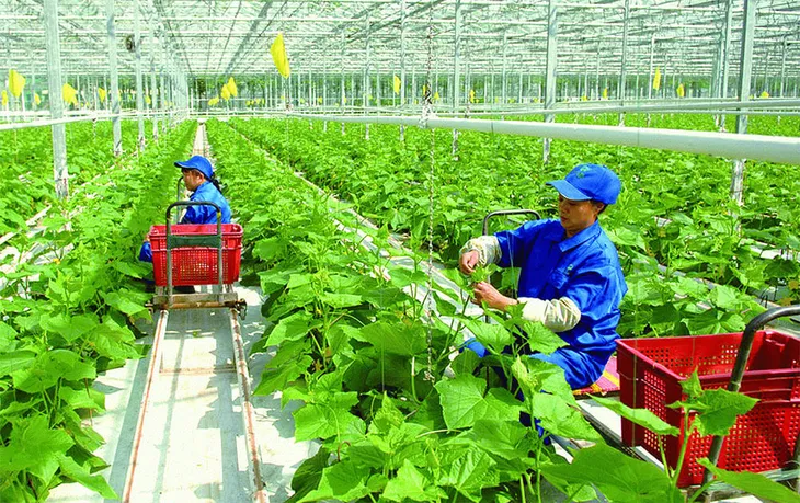 Nông nghiệp đón cơ hội xuất khẩu xanh - Ảnh 1. Nông nghiệp đón cơ hội xuất khẩu xanh - Ảnh 1.
