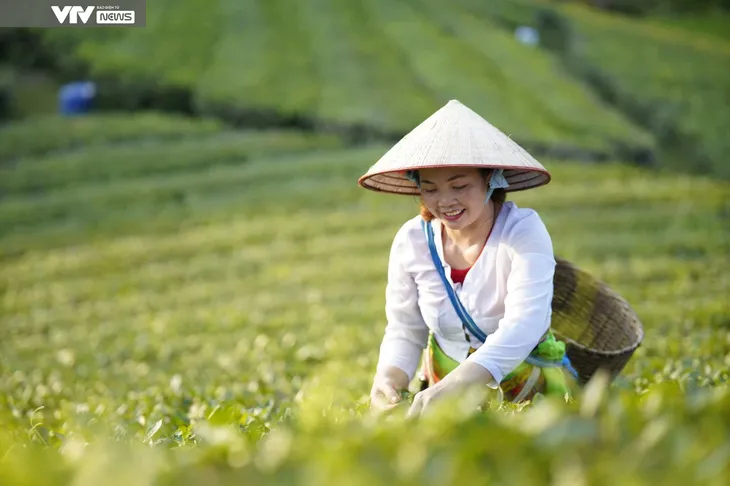 Cận cảnh quy trình sản xuất thủ công chè xanh Đinh Bát Tiên đặc sản Long Cốc (Phú Thọ) - Ảnh 2. Cận cảnh quy trình sản xuất thủ công chè xanh Đinh Bát Tiên đặc sản Long Cốc (Phú Thọ) - Ảnh 2.