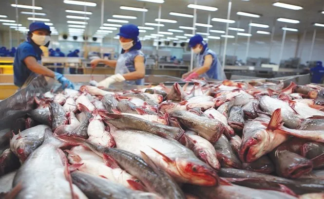 Doanh nghiệp thủy sản chủ động sản xuất từ sớm - Ảnh 1. Doanh nghiệp thủy sản chủ động sản xuất từ sớm - Ảnh 1.