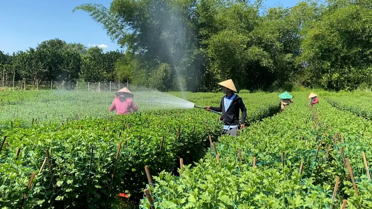 Bà Rịa - Vũng Tàu: Nhà vườn lo vắng khách, giảm diện tích trồng hoa Tết - Ảnh 2. Bà Rịa - Vũng Tàu: Nhà vườn lo vắng khách, giảm diện tích trồng hoa Tết - Ảnh 2.