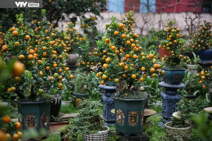 Hà Nội: Tiểu thương đưa đào, quất xuống phố đón Tết về - Ảnh 3. Hà Nội: Tiểu thương đưa đào, quất xuống phố đón Tết về - Ảnh 3.