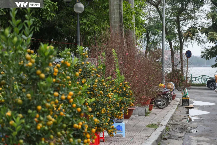 Hà Nội: Tiểu thương đưa đào, quất xuống phố đón Tết về - Ảnh 2. Hà Nội: Tiểu thương đưa đào, quất xuống phố đón Tết về - Ảnh 2.
