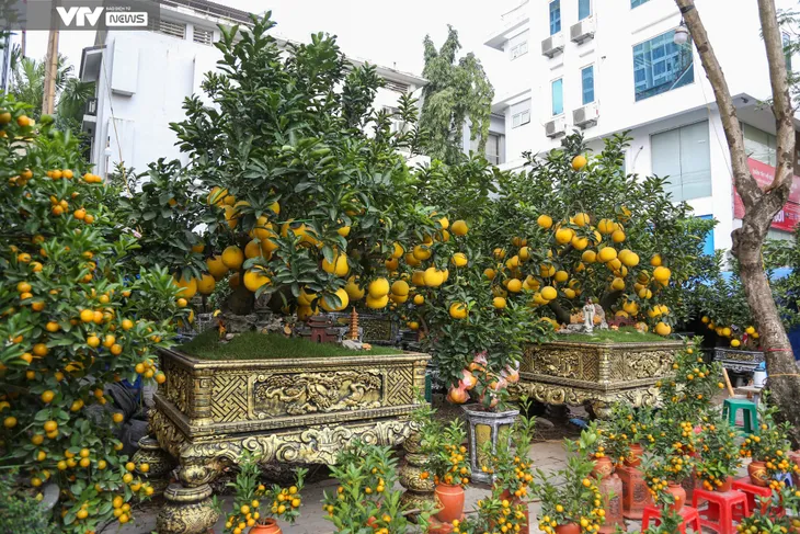 Hà Nội: Tiểu thương đưa đào, quất xuống phố đón Tết về - Ảnh 8. Hà Nội: Tiểu thương đưa đào, quất xuống phố đón Tết về - Ảnh 8.