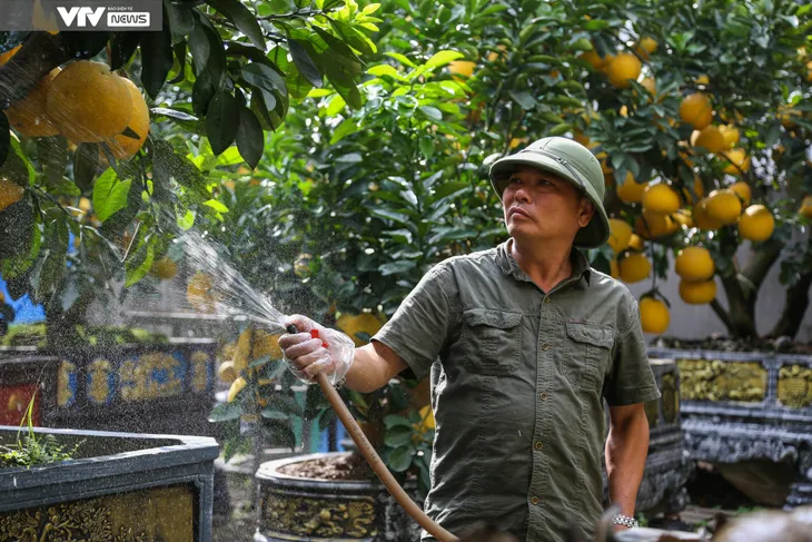 Hà Nội: Tiểu thương đưa đào, quất xuống phố đón Tết về - Ảnh 10. Hà Nội: Tiểu thương đưa đào, quất xuống phố đón Tết về - Ảnh 10.