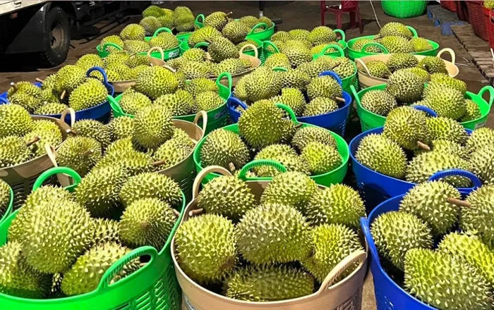 Sầu riêng xuất sang EU phải kiểm tra dư lượng thuốc trừ sâu - Ảnh 1. Sầu riêng xuất sang EU phải kiểm tra dư lượng thuốc trừ sâu - Ảnh 1.
