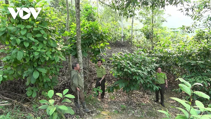 Phía sau hàng trăm vụ phá rừng tại Bắc Kạn - Ảnh 3.