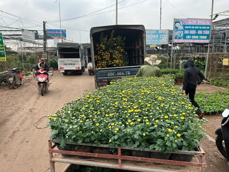 Xuân Quan tất bật thu hoạch hoa dịp Tết Nguyên đán - Ảnh 10. Xuân Quan tất bật thu hoạch hoa dịp Tết Nguyên đán - Ảnh 10.
